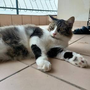 Kucing maincoon - Pets for sale in Malaysia - Mudah.my