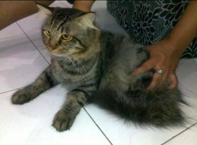 Kucing - Pets for sale in Malaysia - Mudah.my