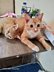 Kucing - All Leisure/Sports/Hobbies for sale in Malaysia - Mudah 