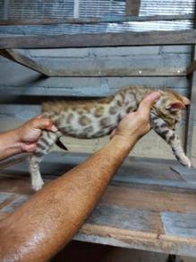 Anak kucing bengal - Pets for sale in Malaysia - Mudah.my