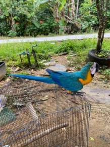 Burung Baby Blue And Gold Macaw Parrot Bird