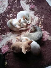 Kucing - Pets for sale in Malaysia - Mudah.my