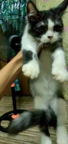 Kucing mix baka - Pets for sale in Malaysia - Mudah.my - jual kucing
baka besar