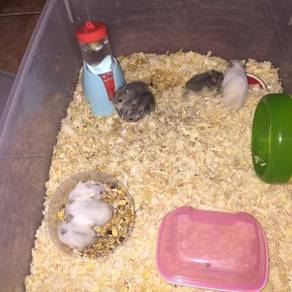 Hamster Syrian Almost Anything For Sale In Malaysia Mudah My Mobile