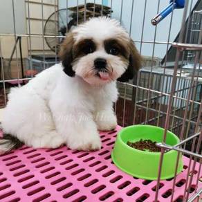 Shih Tzu Almost Anything For Sale In Malaysia Mudah My Mobile