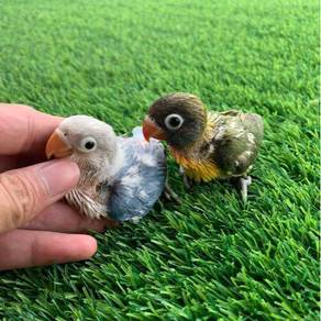 Burung Nuri Pets For Sale In Malaysia Mudah My
