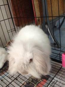 Rabbit Arnab holland lop comel