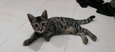 Kucing munchkin - Pets for sale in Malaysia - Mudah.my