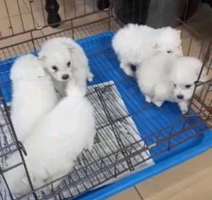 Pomeranian Almost Anything For Sale In Malaysia Mudah My