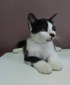 Kucing - Pets for sale in Malaysia - Mudah.my