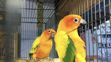 Burung Induk Pair Sun Conure Parrot Bird With cage