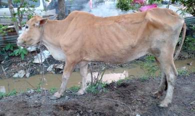 Lembu Betina Almost Anything For Sale In Malaysia Mudah My