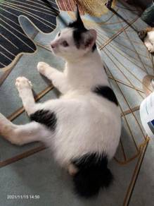 Kucing free - Pets for sale in Malaysia - Mudah.my