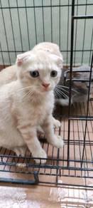 Scottish fold - Almost anything for sale in Malaysia - Mudah.my