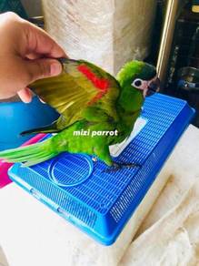 Burung Talkative Baby Hans Macaw Parrot Bird jinak