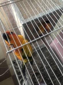 Burung Induk Pair Sun Conure Parrot Bird With cage