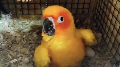 Burung Induk Pair Sun Conure Parrot Bird With cage