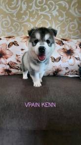 Siberian Husky Almost Anything For Sale In Malaysia Mudah My