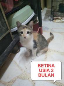 Kucing cat - Almost anything for sale in Malaysia - Mudah.my