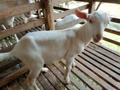 Anak kambing jantan - Pets for sale in Malaysia - Mudah.my