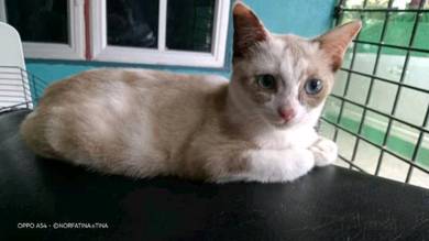 Kucing siam - Pets for sale in Malaysia - Mudah.my