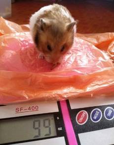 Hamster Syrian Almost Anything For Sale In Malaysia Mudah My Mobile