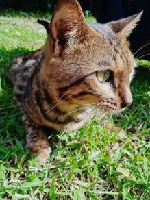 Kucing bengal - Almost anything for sale in Malaysia - Mudah.my