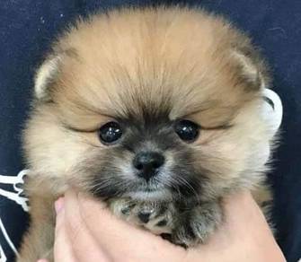 Pomeranian Almost Anything For Sale In Malaysia Mudah My