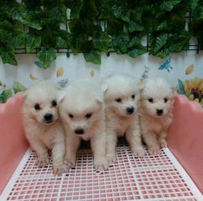 Pomeranian Almost Anything For Sale In Malaysia Mudah My