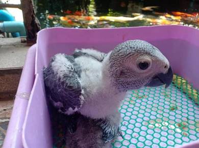 Burung Congo African Grey Parrot Bird