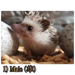 Hedgehogs Pets For Sale In Malaysia Mudah My Mobile