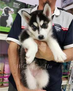 Siberian Husky Almost Anything For Sale In Malaysia Mudah My