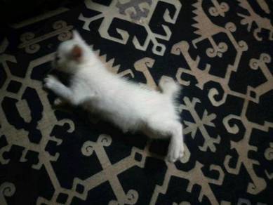 Kucing - Pets for sale in Malaysia - Mudah.my