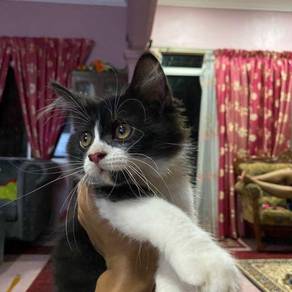 Kucing parsi - Pets for sale in Malaysia - Mudah.my