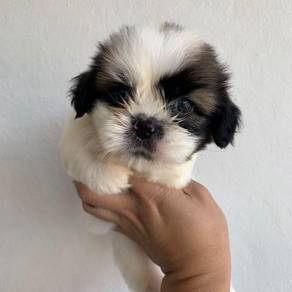 Shih Tzu Almost Anything For Sale In Malaysia Mudah My