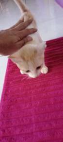 Kucing - Pets for sale in Malaysia - Mudah.my - jual kucing area bintulu