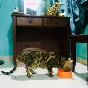 Bengal kitten - Almost anything for sale in Malaysia - Mudah.my