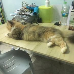 Kucing - Pets for sale in Malaysia - Mudah.my