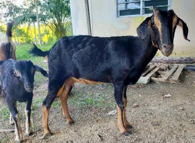 Anak kambing jantan - Pets for sale in Malaysia - Mudah.my