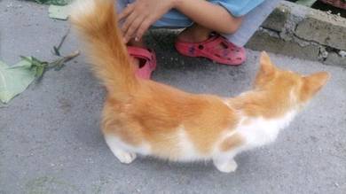 Kucing free - Pets for sale in Malaysia - Mudah.my