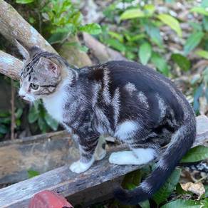 Kucing bengal marble - Pets for sale in Malaysia - Mudah.my