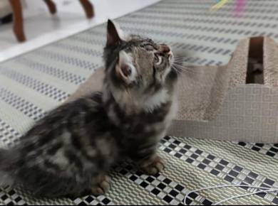 Munchkin kitten - Pets for sale in Malaysia - Mudah.my