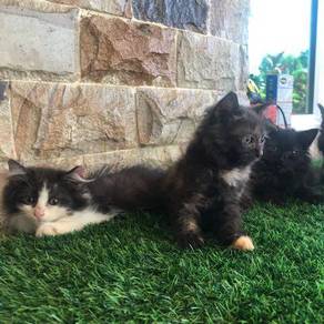 Kucing - Pets for sale in Malaysia - Mudah.my