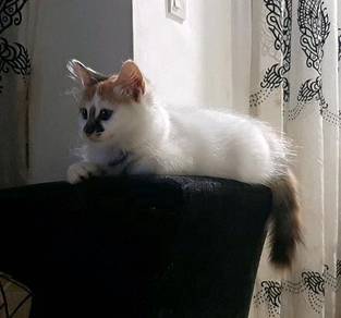 Kucing parsi - Pets for sale in Malaysia - Mudah.my