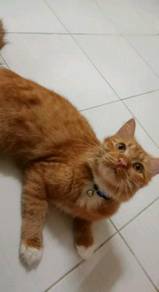 Kucing - Pets for sale in Malaysia - Mudah.my