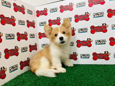 Corgi Pets For Sale In Malaysia Mudah My