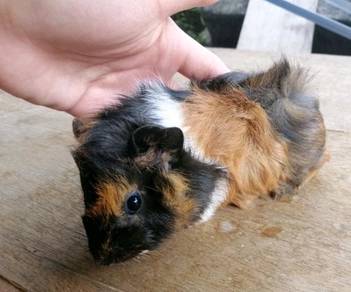 Abyssinian Guinea Pig Pets For Sale In Malaysia Mudah My