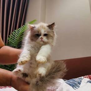 Kucing - Pets for sale in Malaysia - Mudah.my