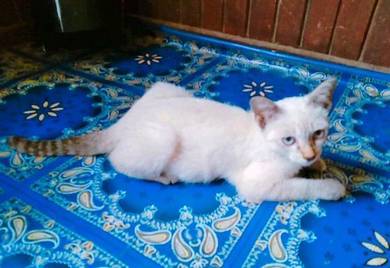 Anak kucing - Pets for sale in Malaysia - Mudah.my