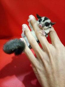 Sugar Glider + FREE Beg + FREE Makanan